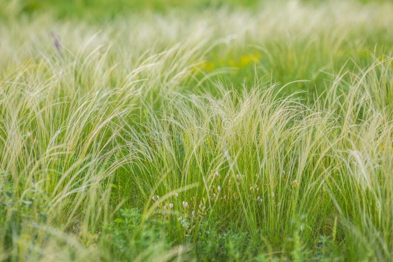 Feather Grass