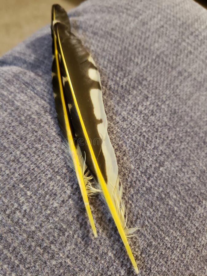 Feather stock photo. Image of gray, black, feather, white 135890334