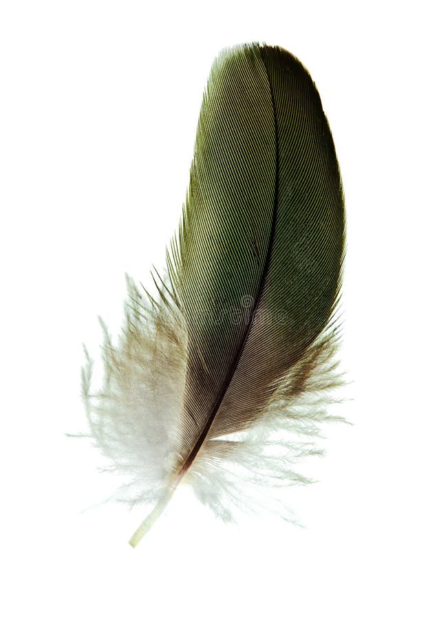 Pheasant feather stock image. Image of brown, plumage - 10756317