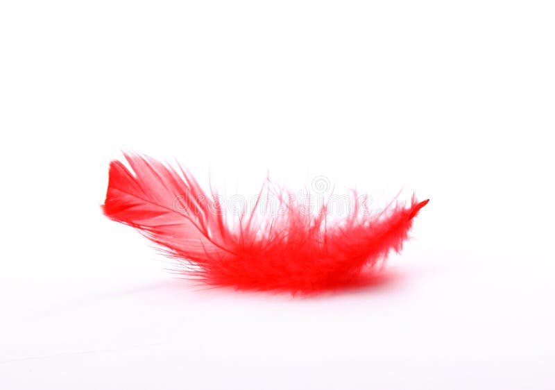 Feather isolated on white royalty free stock photography