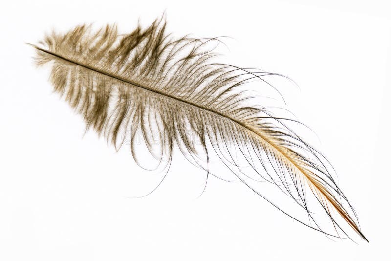 Feather of North Island brown kiwi, Apteryx mantelli