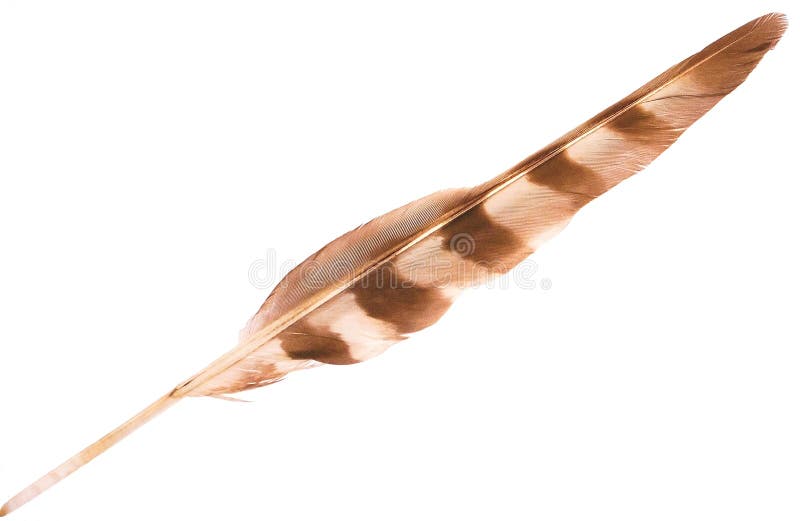 Feather of an owl.