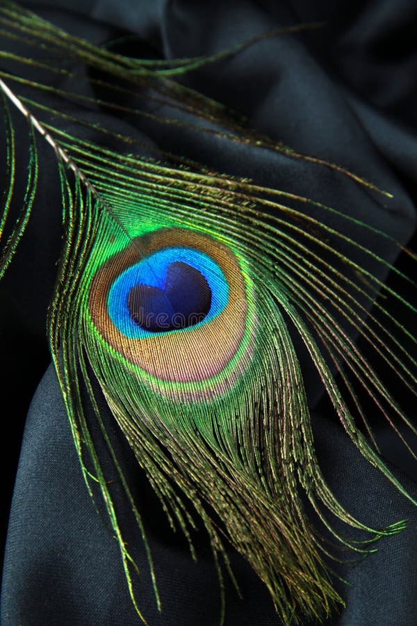 4,670 Peacock Feather Black Background Stock Photos - Free & Royalty ...