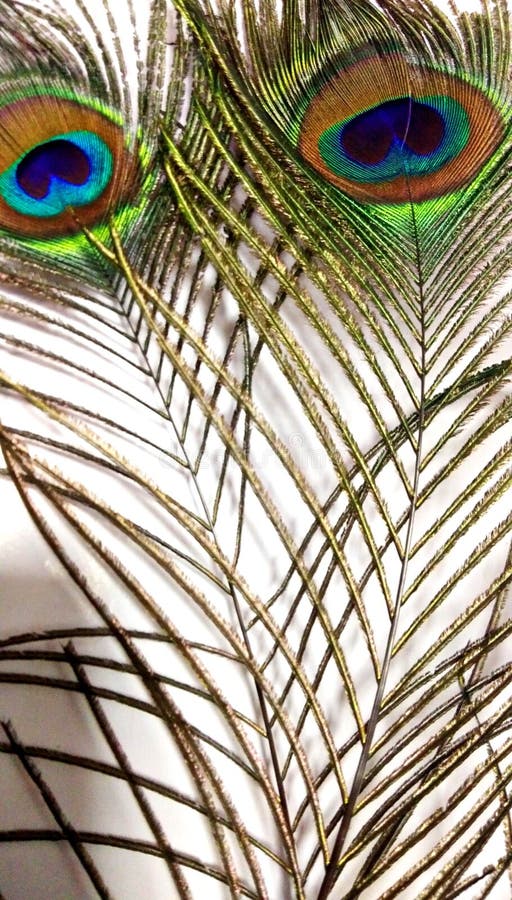 Feather Peacock Colorfull Krishna Stock Photos - Free & Royalty-Free Stock Photos from Dreamstime Feather Peacock Colorfull Krishna Stock Photos - Free & Royalty-Free Stock Photos from Dreamstime