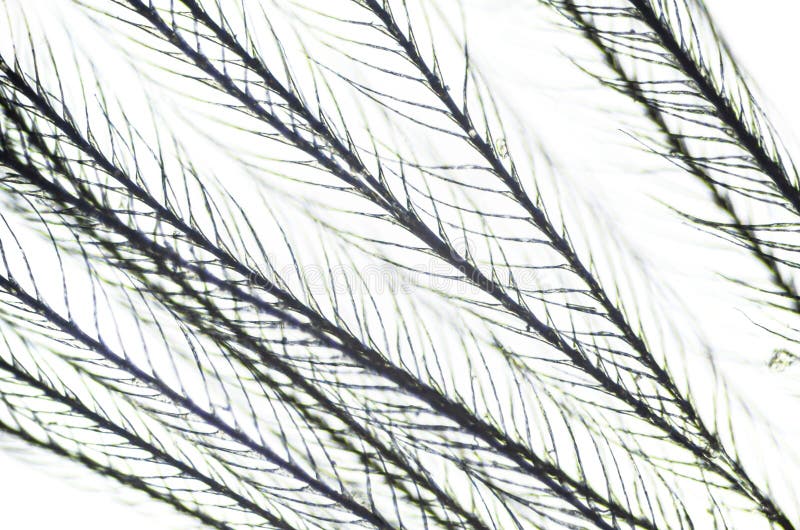 Feather from a Pillow Under a Microscope Stock Image Image of bird