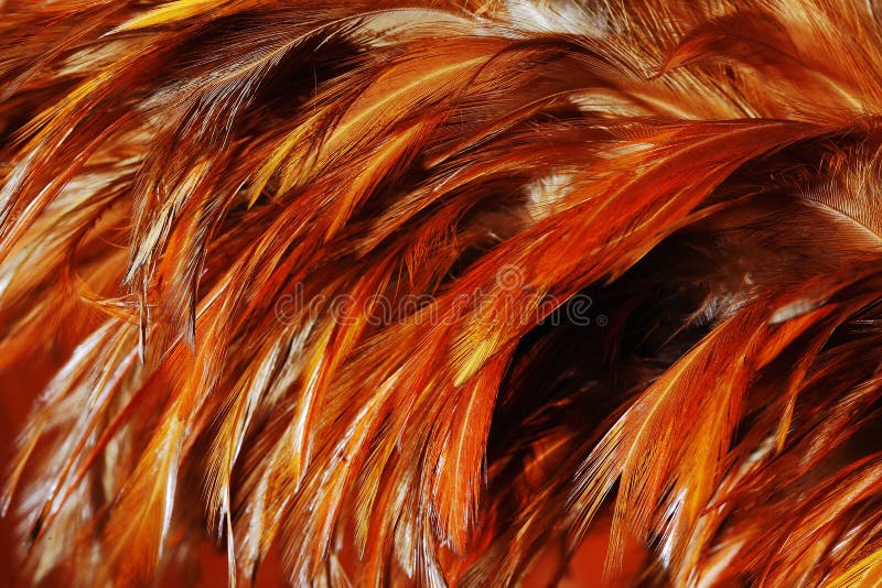 Rooster Feathers stock photo. Image of orange, blue, fauna - 23214614