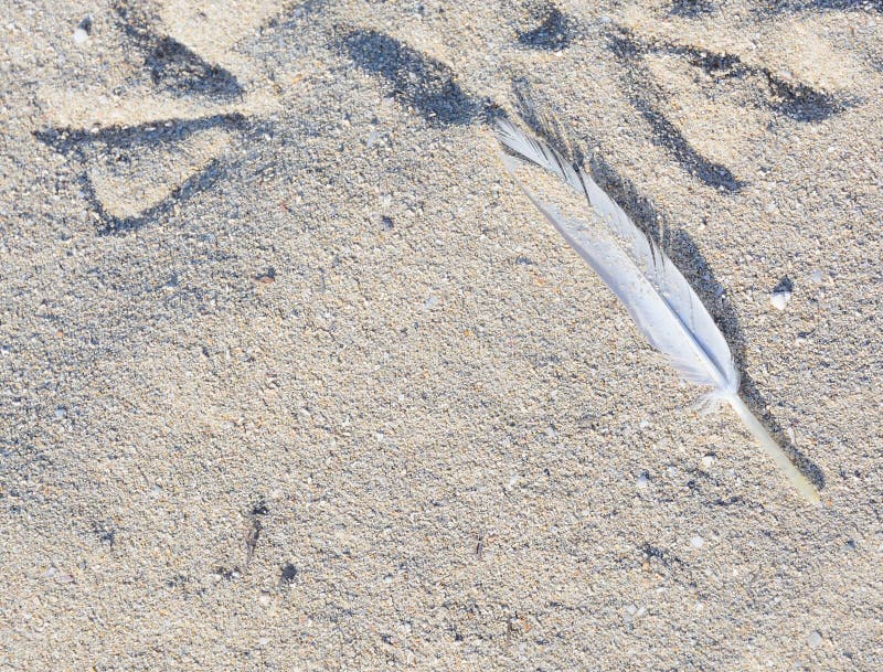 Feather in sand stock image. Image of baleares, sandy 44781057