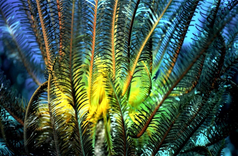 Feather Star Crinoid