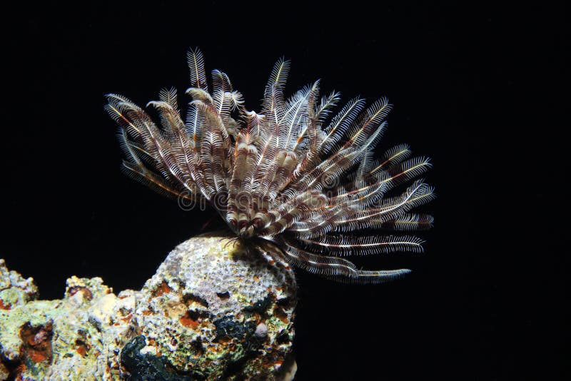 Feather star royalty free stock photo Feather star royalty free stock photo