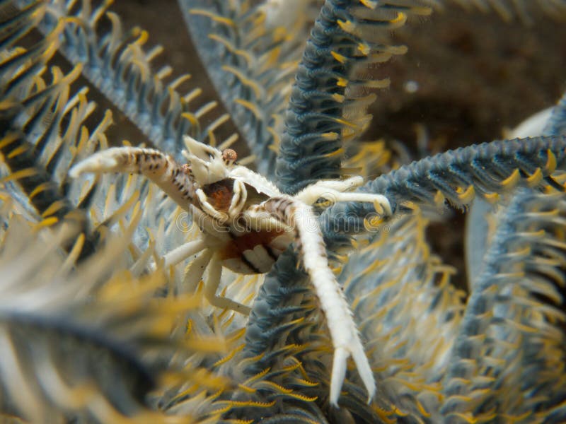 Feather star squat lobster royalty free stock image Feather star squat lobster royalty free stock image