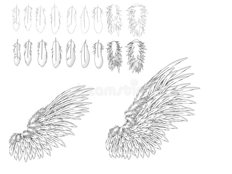 Download Feather and wings stock vector. Illustration of birds - 12730008