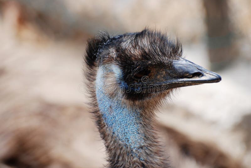Feathered Face of an Emu royalty free stock photos Feathered Face of an Emu royalty free stock photos