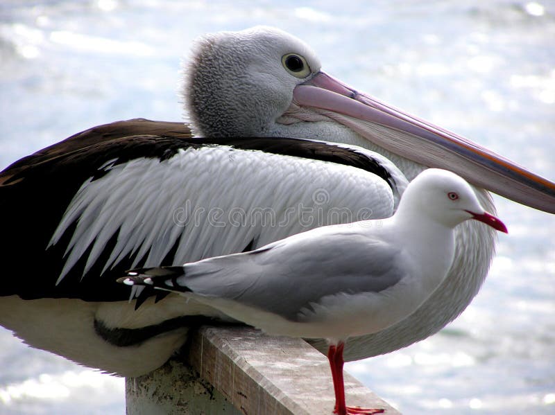 Feathered Friends stock image. Image of avian, pelican - 289261
