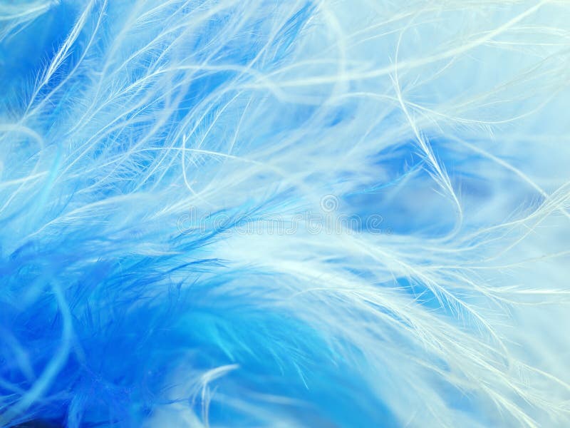 Feathers royalty free stock photos