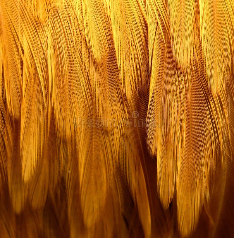 Feathers royalty free stock photos Feathers royalty free stock photos
