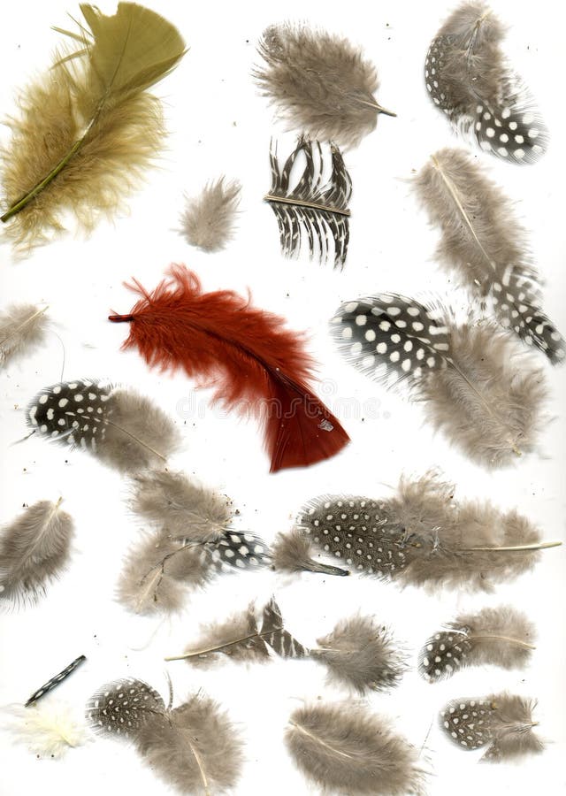 Feathers