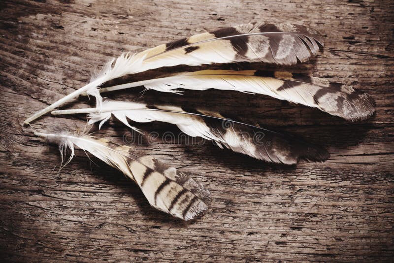 Feathers of bird on a wooden background