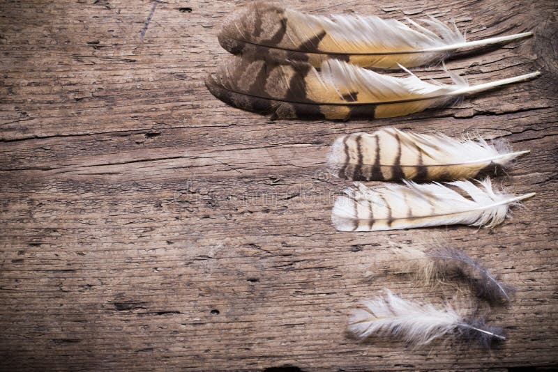 Feathers of bird on a wooden background