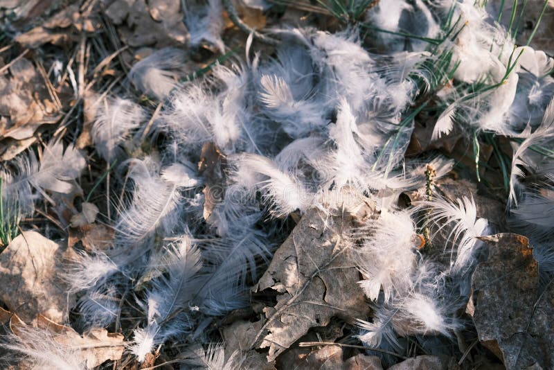 Feathers of a Dead Bird Scattered on the Ground Stock Photo Image of