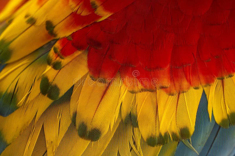 Feathers detail of Colorful ara ara bird in Amazon rainforest stock photography