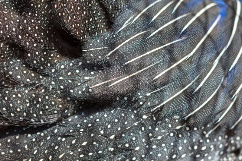 Feathers of guinea fowl as an abstract background stock photography Feathers of guinea fowl as an abstract background stock photography