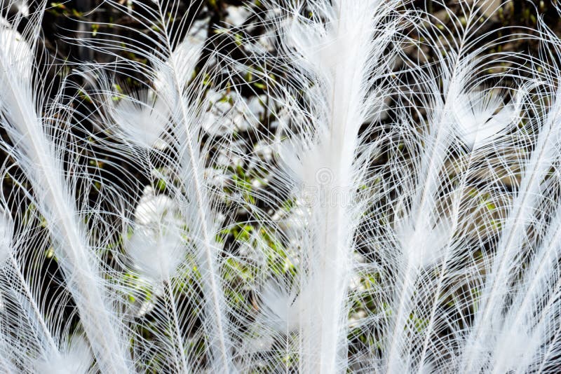 Feathers white Peacock on the fence on a bright sunny day royalty free stock photography Feathers white Peacock on the fence on a bright sunny day royalty free stock photography