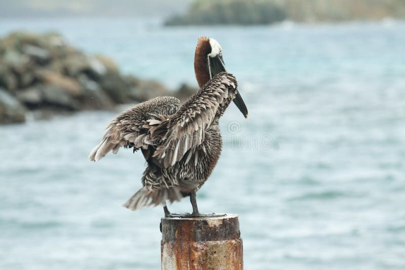 Marrone pellicano essiccazione il suo piume dopo a caccia.