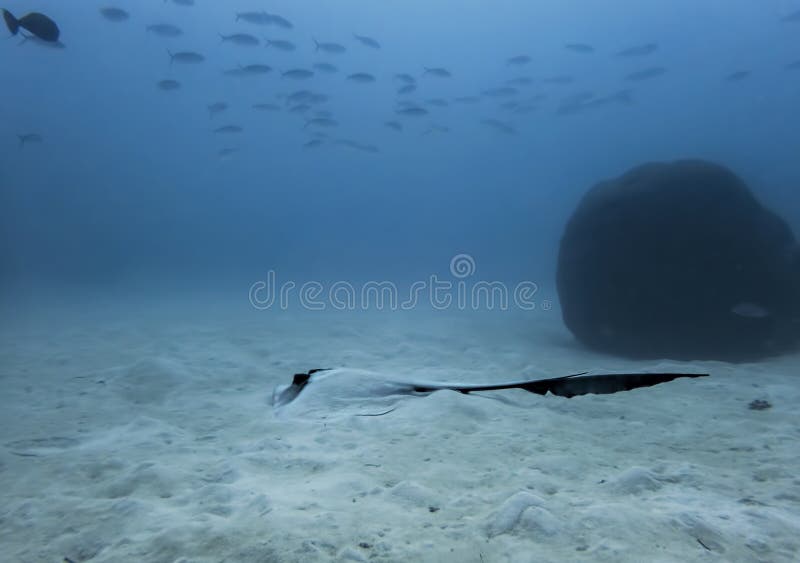 Feathertail Stingray stock image. Image of tropical, water - 21173881