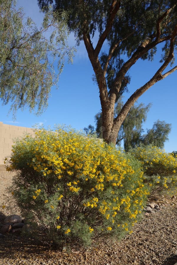 Feathery Cassia eller Silver Senna med gröna fröpoder och ljusgula blommor arkivbilder