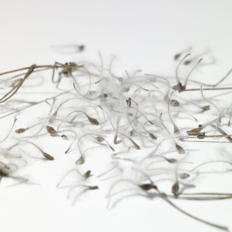 Feathery seeds stock image. Image of contrast, detail 43316477