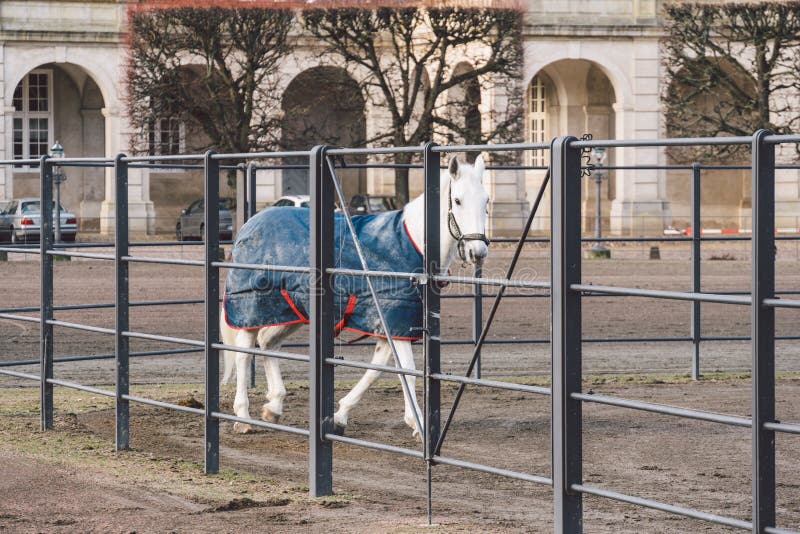 20 febbraio 2019 denmark copenhaghen Adattamento di formazione di esclusione di un cavallo nella stalla reale del castello Christ immagine stock libera da diritti 20 febbraio 2019 denmark copenhaghen Adattamento di formazione di esclusione di un cavallo nella stalla reale del castello Christ immagine stock libera da diritti