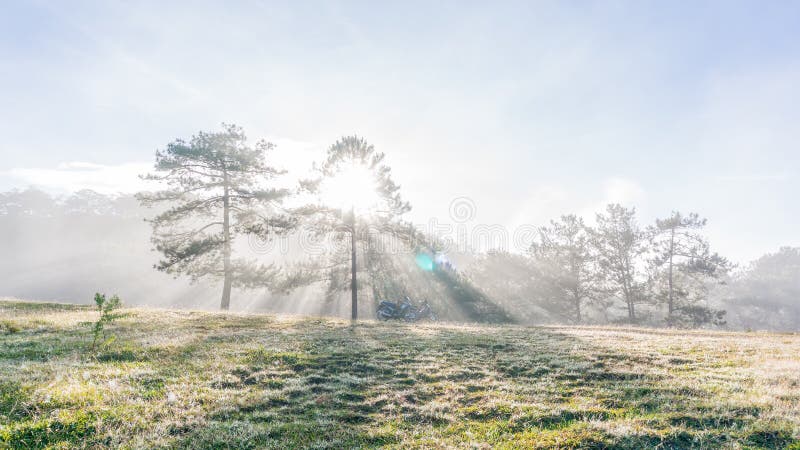 18, febrero 2017 - Rayos y niebla sobre el bosque Dalat- Lamdong, Vietnam del pino fotografía de archivo libre de regalías 18, febrero 2017 - Rayos y niebla sobre el bosque Dalat- Lamdong, Vietnam del pino fotografía de archivo libre de regalías