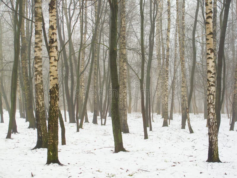 Februari-bosje in mist en sneeuw
