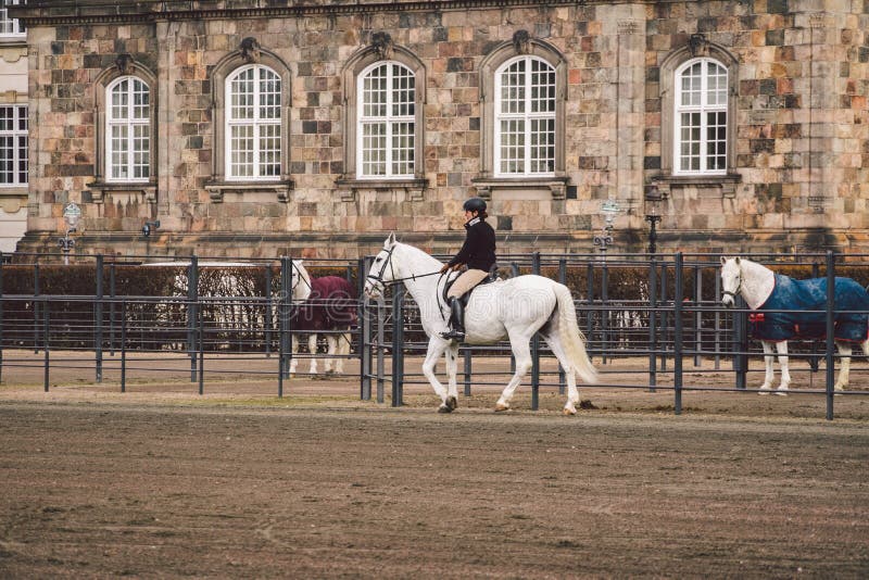 February 20, 2019. Denmark. Copenhagen. Training bypass Adaptation of a horse in the royal stable of the castle Christiansborg stock images February 20, 2019. Denmark. Copenhagen. Training bypass Adaptation of a horse in the royal stable of the castle Christiansborg stock images
