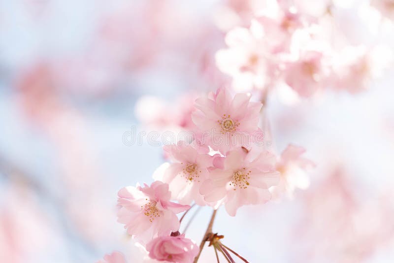 Fechado acima em claro - a flor animador cor-de-rosa, sakura iluminou-se pela luz solar em Osaka Japan fotos de stock Fechado acima em claro - a flor animador cor-de-rosa, sakura iluminou-se pela luz solar em Osaka Japan fotos de stock