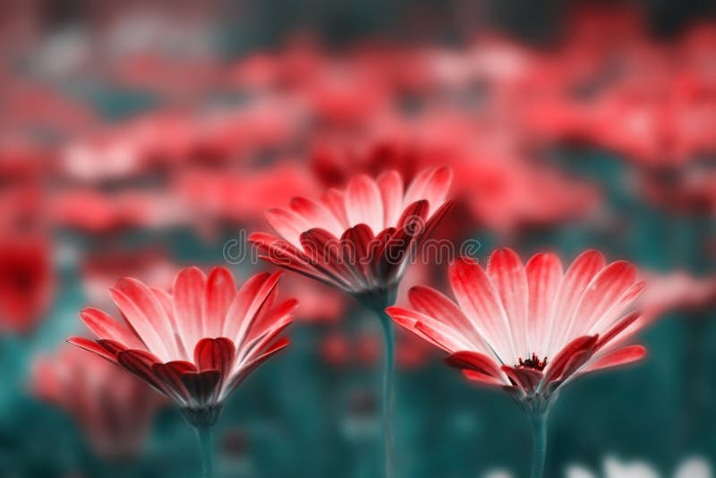 Fechamento de flores brancas de gerbera sobre fundo escuro fotos de stock royalty free Fechamento de flores brancas de gerbera sobre fundo escuro fotos de stock royalty free