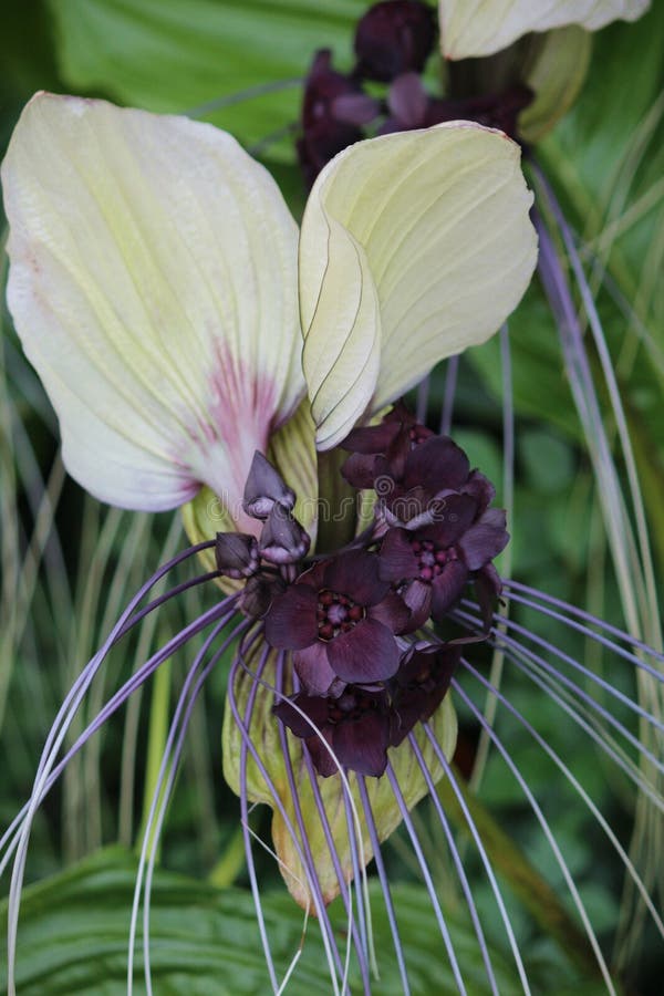 Fechar As Flores Brancas E Rosa Claro Das Orquídeas Do Cimbídio Imagem de  Stock - Imagem de nave, florescer: 181102191