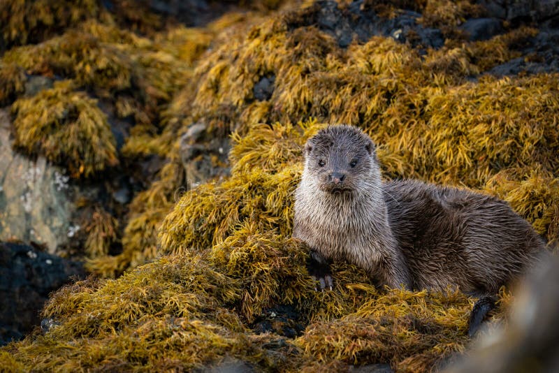 Close up of a relaxed female European Otter Lutra lutra resting up between fishing expeditions on a bed of seaweed. Close up of a relaxed female European Otter Lutra lutra resting up between fishing expeditions on a bed of seaweed