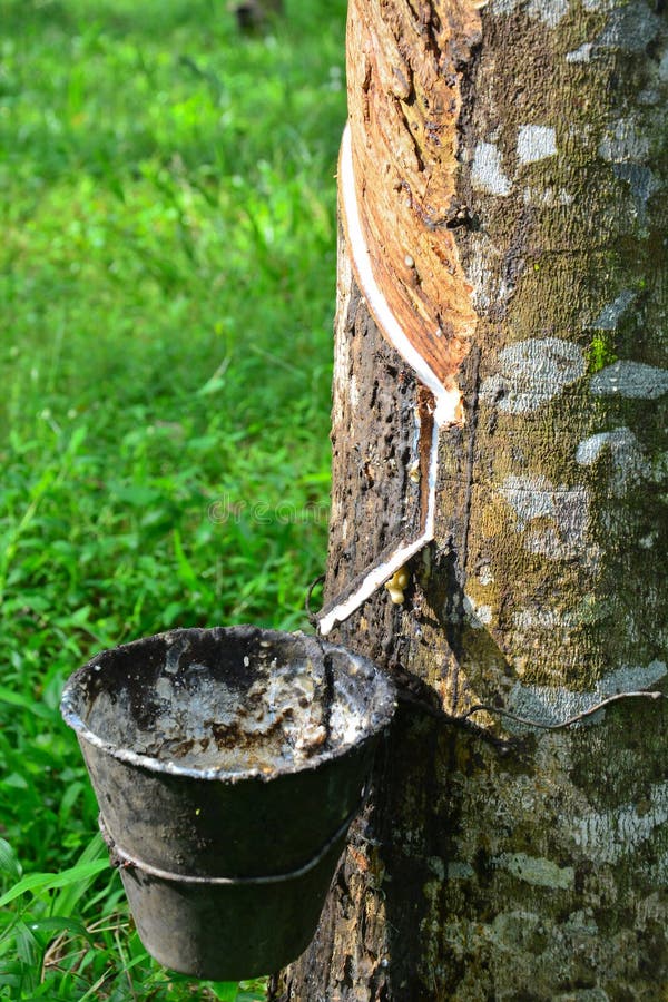 Fechamento do látex da seringueira na plantação da malásia. fotografia de stock royalty free