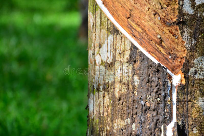 Fechamento do látex da seringueira na plantação da malásia. fotos de stock royalty free