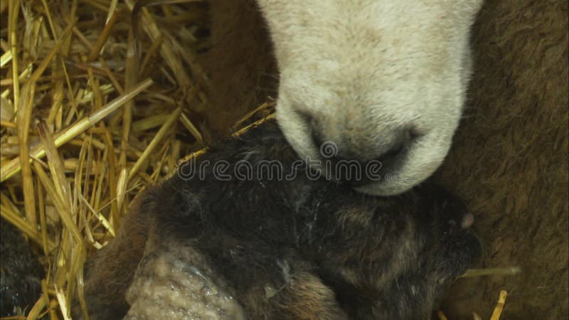 Fechamento | Ewe Licenciando Seu Recém-Nascido Lamb, fazenda No Reino Unido