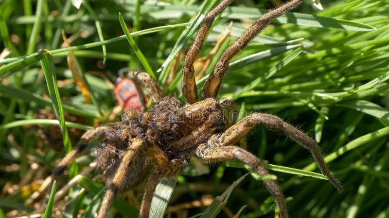 Foto de Macacoaranha De Pêlo Comprido e mais fotos de stock de