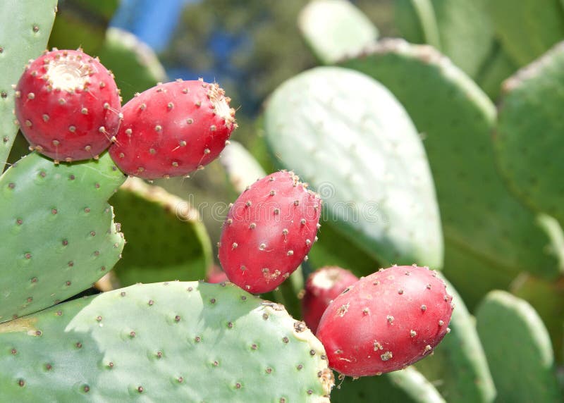 Fechar Cacto De Pera Picante Depois Que As Flores Caem Imagem de Stock -  Imagem de descascado, verde: 211641835