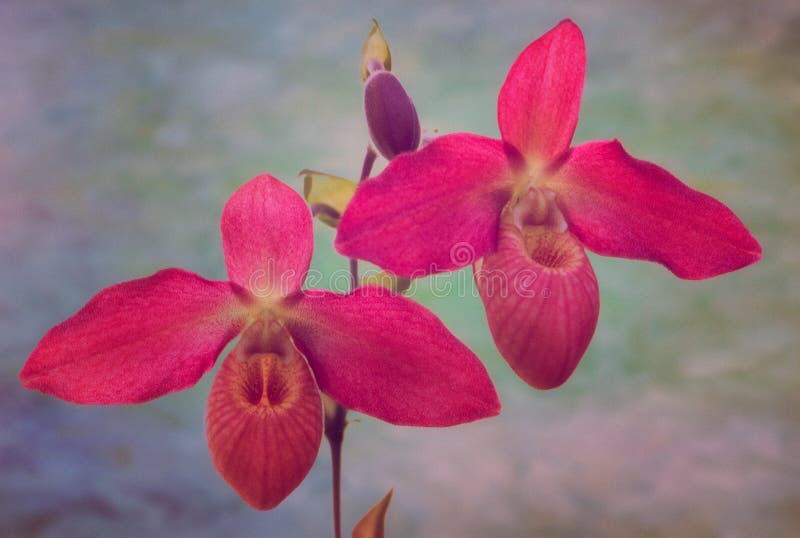 Closeup of red Lady slipper strange shape flower head. Closeup of red Lady slipper strange shape flower head