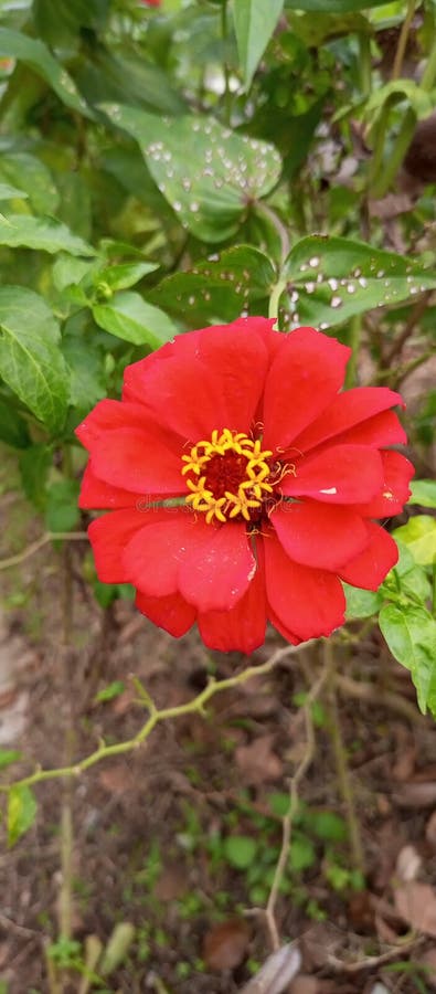 Close up, beautiful red flowers among the green leaves 3 photo. Close up, beautiful red flowers among the green leaves 3 photo