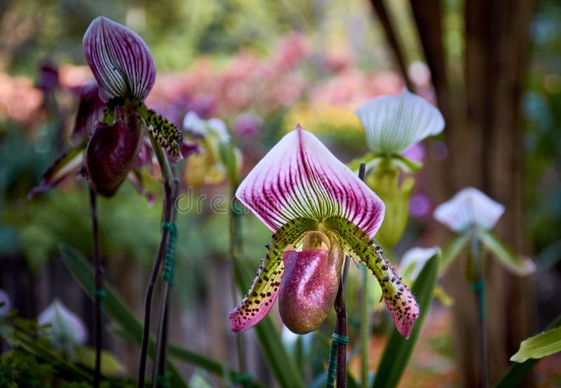 Fechar O Chinelo De Paphiopedilum Orchid Venus Rosa. Raras E Belas Orquídeas  Num Jardim Tropical. Imagem de Stock - Imagem de fundo, senhora: 223390311