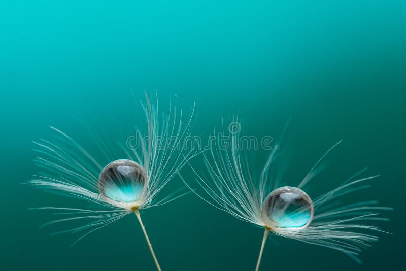 Fechar o dandelion com gotas de água numa bela tonalidade. macro de um dandelion. fundo turquesa.