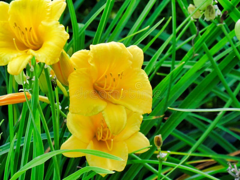 Fechar O Lírio Amarelo Num Campo Foto de Stock - Imagem de campo, planta:  215184816