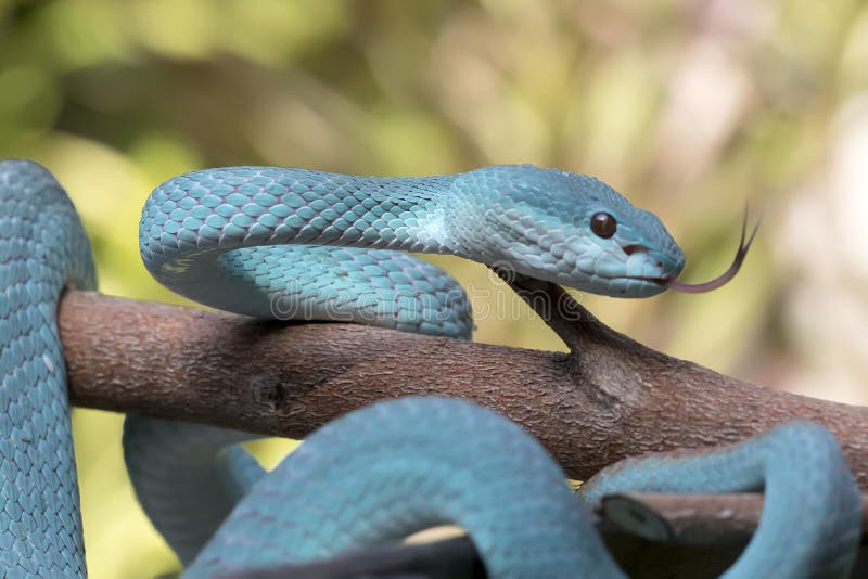 Cobra-víbora Azul-tóxica Insularis Imagem de Stock - Imagem de verde,  preto: 177081349