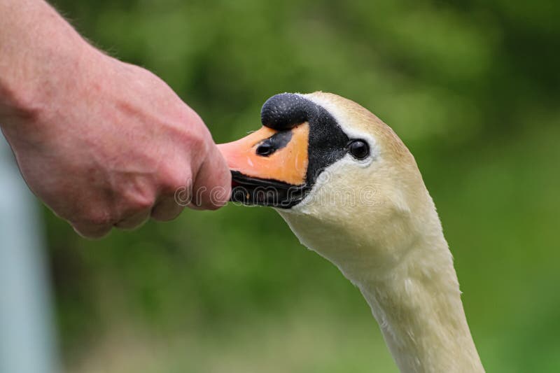 Close up of a swan eating from a man hand on bokeh green foliage background. Close up of a swan eating from a man hand on bokeh green foliage background